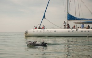 Dolphin watching Catamaran Sado estuary