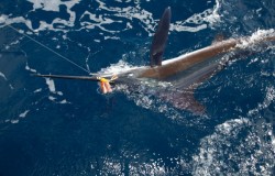 Deep sea fishing and boat trips, Azores