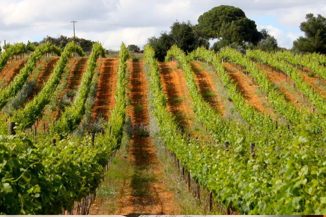 Quinta dos Vales, wines, Algarve