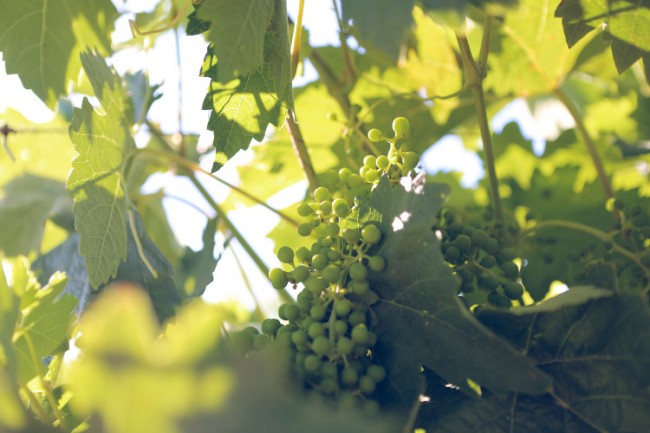 L'AND vineyards Alentejo wine tasting
