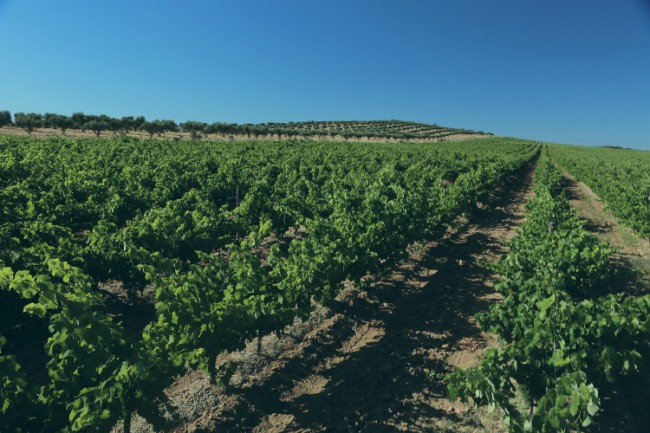 L'AND vineyards Alentejo wine tasting