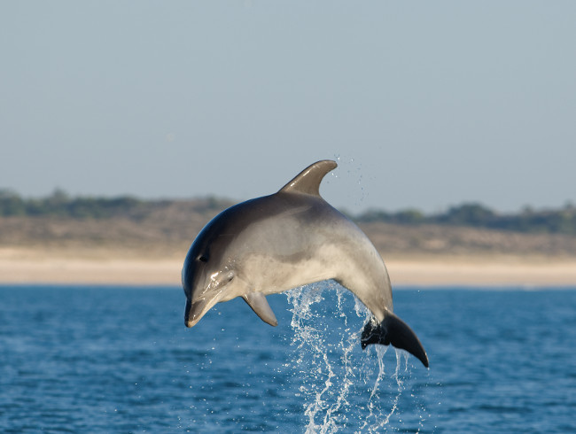 Dolphin watching Sado estuary