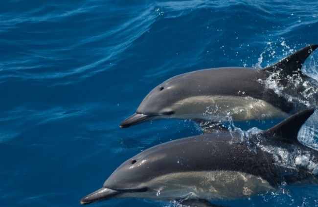 Marine wildlife and dolphin watching Ria Formosa, Tavira
