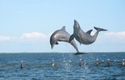 Dolphin safari / dolphin watching Nazare