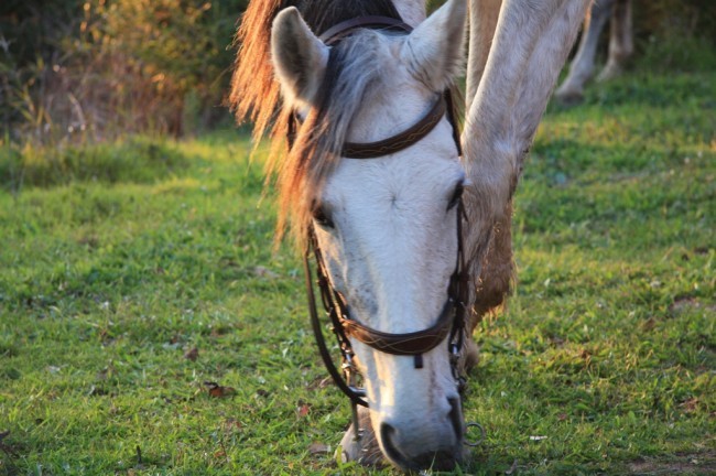 Passeios a cavalo na montanha, Setúbal