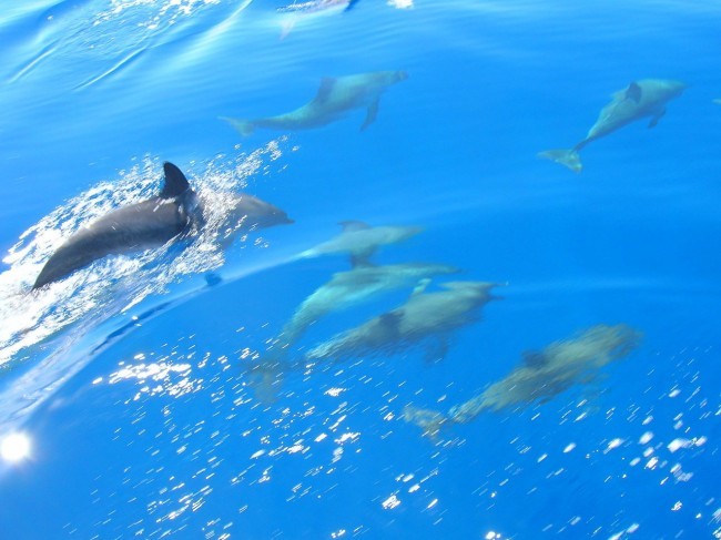 Sea experience including swimming with dolphins! Sao Miquel, Azores