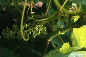 Quinta das Carrafouchas wine events Lisbon