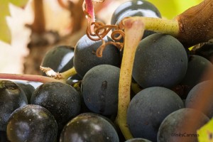 Quinta das Carrafouchas wine events Lisbon