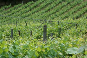 Quinta das Carrafouchas wine events Lisbon