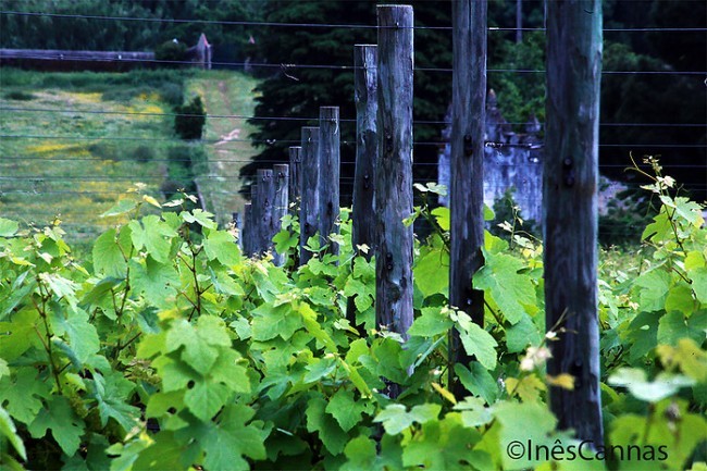 Quinta das Carrafouchas wine events Lisbon