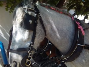 Horse drawn carriage tours and events, Sintra