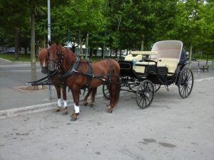 Horse drawn carriage tours and events, Sintra