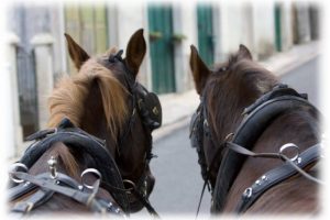 Horse drawn carriage tours and events, Sintra