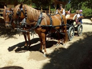 Horse drawn carriage tours and events, Sintra