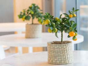 Ozadi Tavira Hotel, Algarve